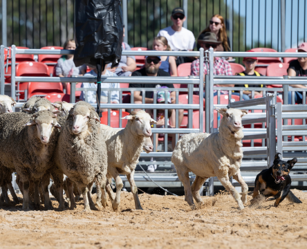 Sydney Royal Easter Show 2025