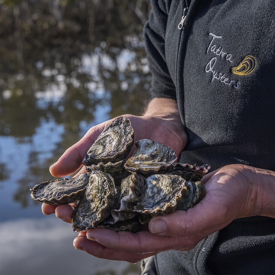 Tathra Oysters Hero Image