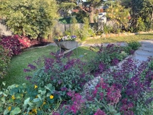 Barbara Aboud from Dundas Valley's garden, featuring neatly trimmed hedges, vibrant flowers, and greenery, a finalist in the 2024 Sydney Royal Flower and Garden Competition.