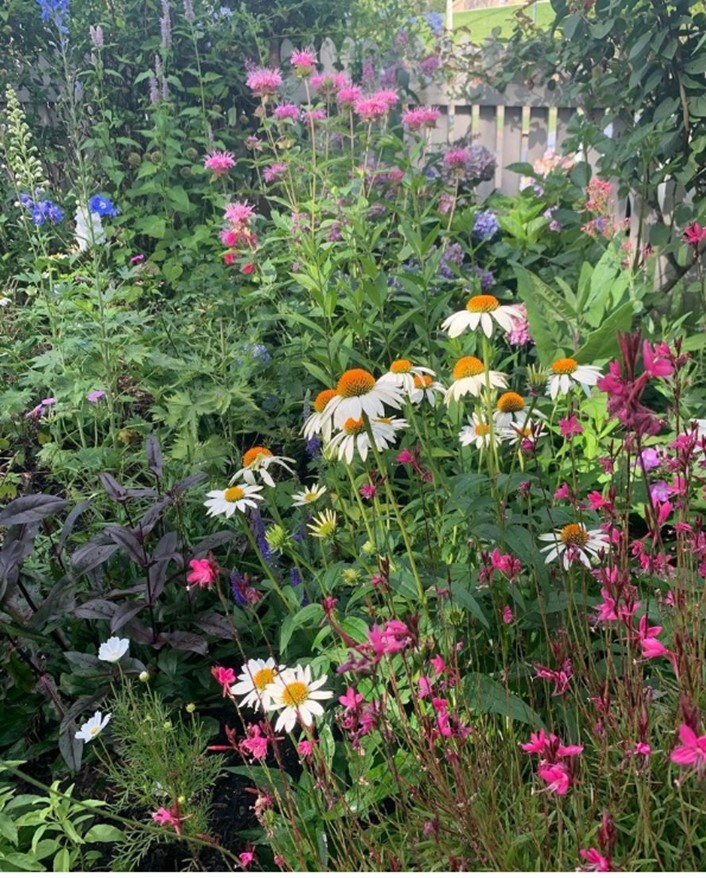 Floral garden by Tamsyn Gardener from Dundas, filled with vibrant pink, white, and purple flowers, a finalist in the 2024 Sydney Royal Flower and Garden Competition.