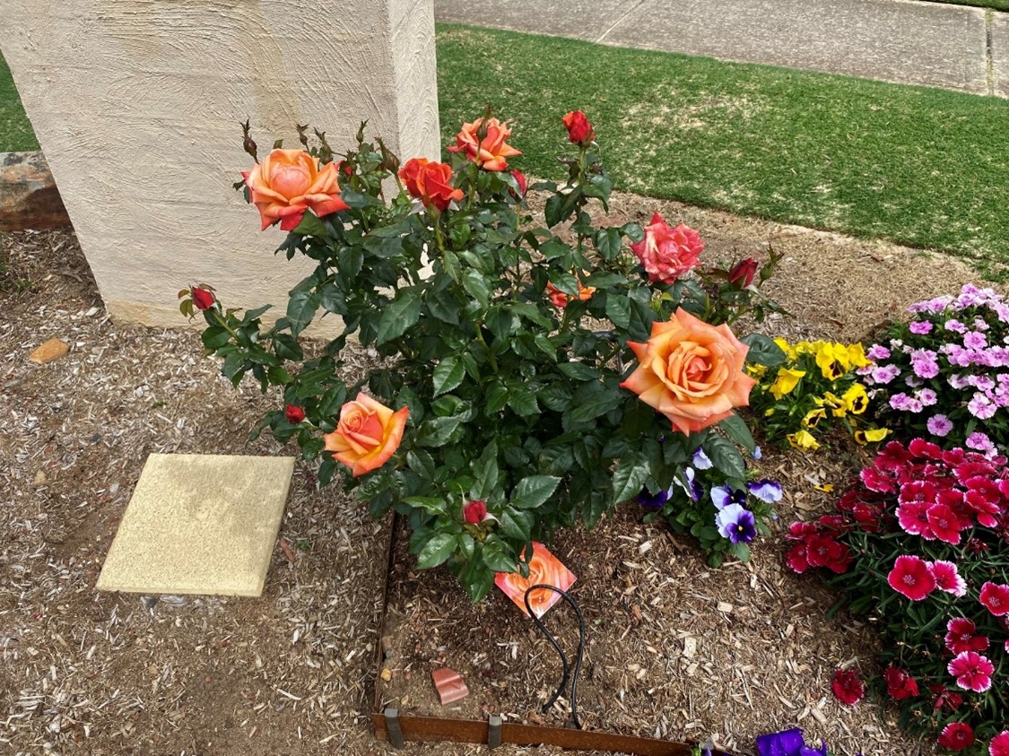 A picturesque rose bush surrounded by colorful blooms in the garden of Brian Campion from Padstow Heights, a finalist in the 2024 Sydney Royal Spring Garden Competition.