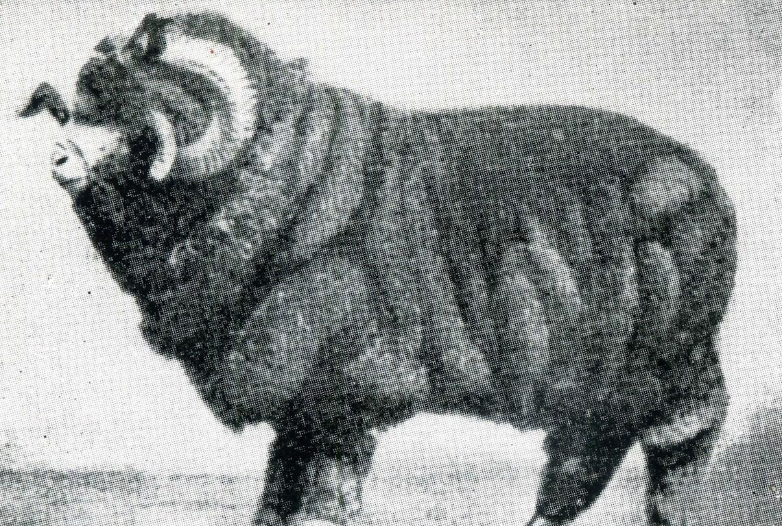 Sheep Champion Merino 1907 - Photo