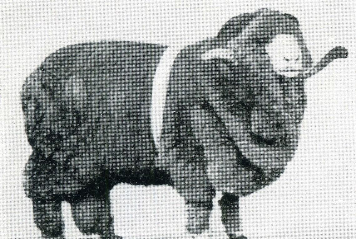 Sheep Champion Merino 1908 - Photo