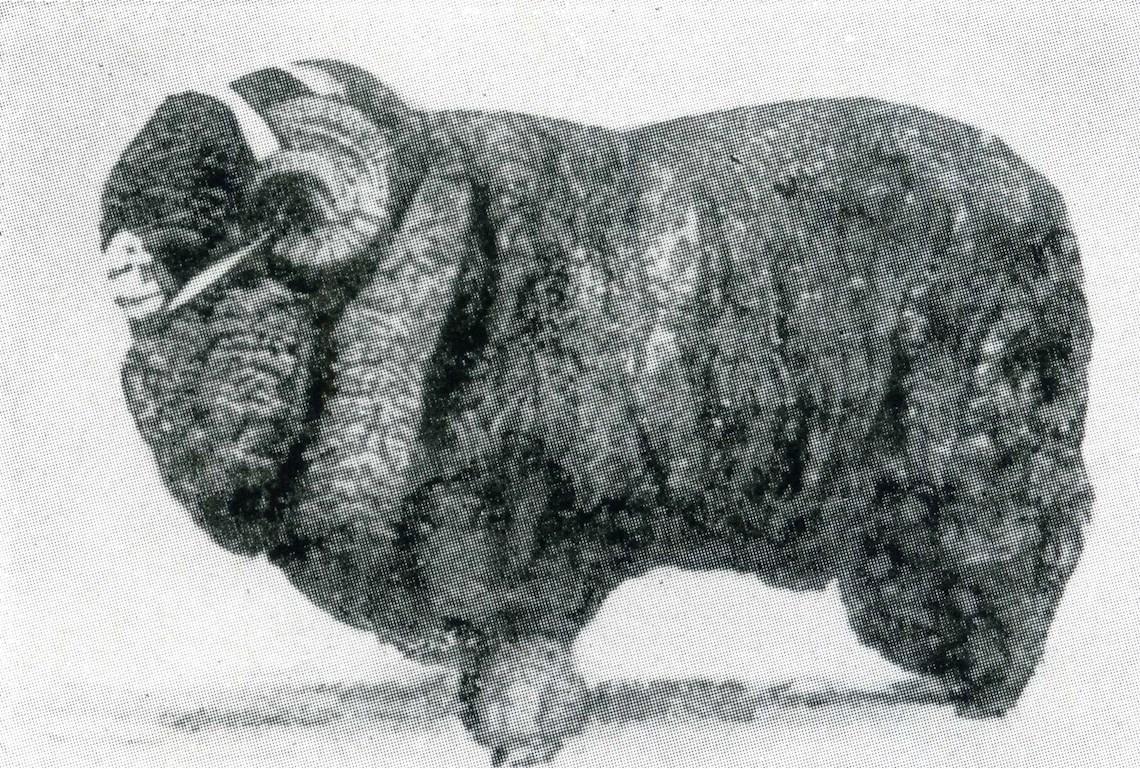 Sheep Champion Merino 1910 - Photo