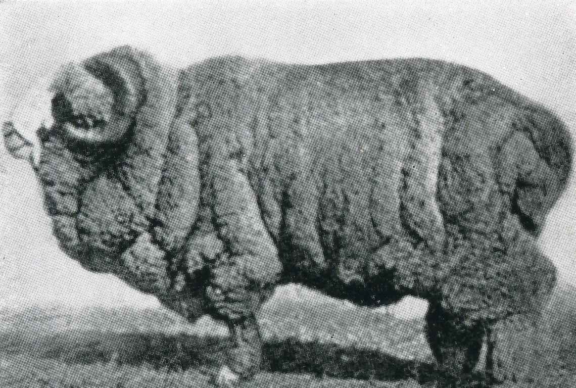 Sheep Champion Merino 1911 - Photo