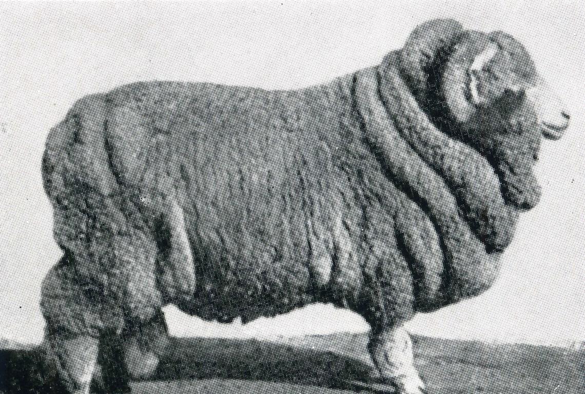 Sheep Champion Merino 1912 - Photo