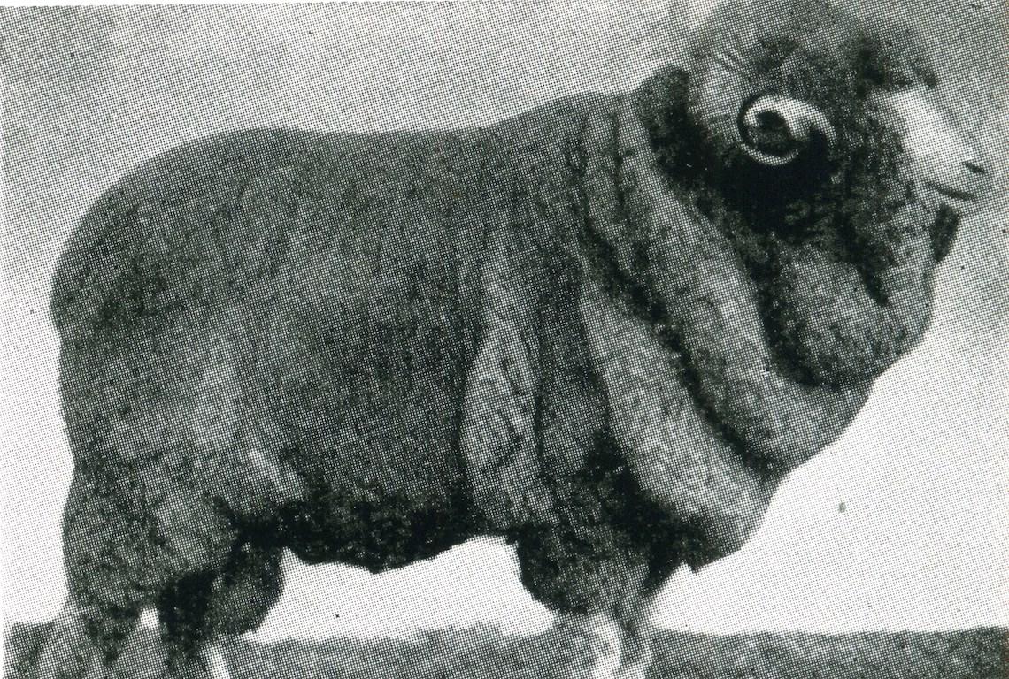 Sheep Champion Merino 1913 - Photo