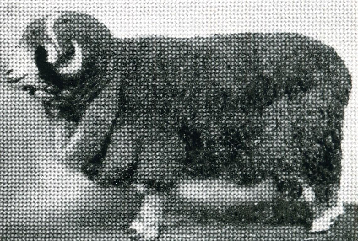 Sheep Champion Merino 1914 - Photo