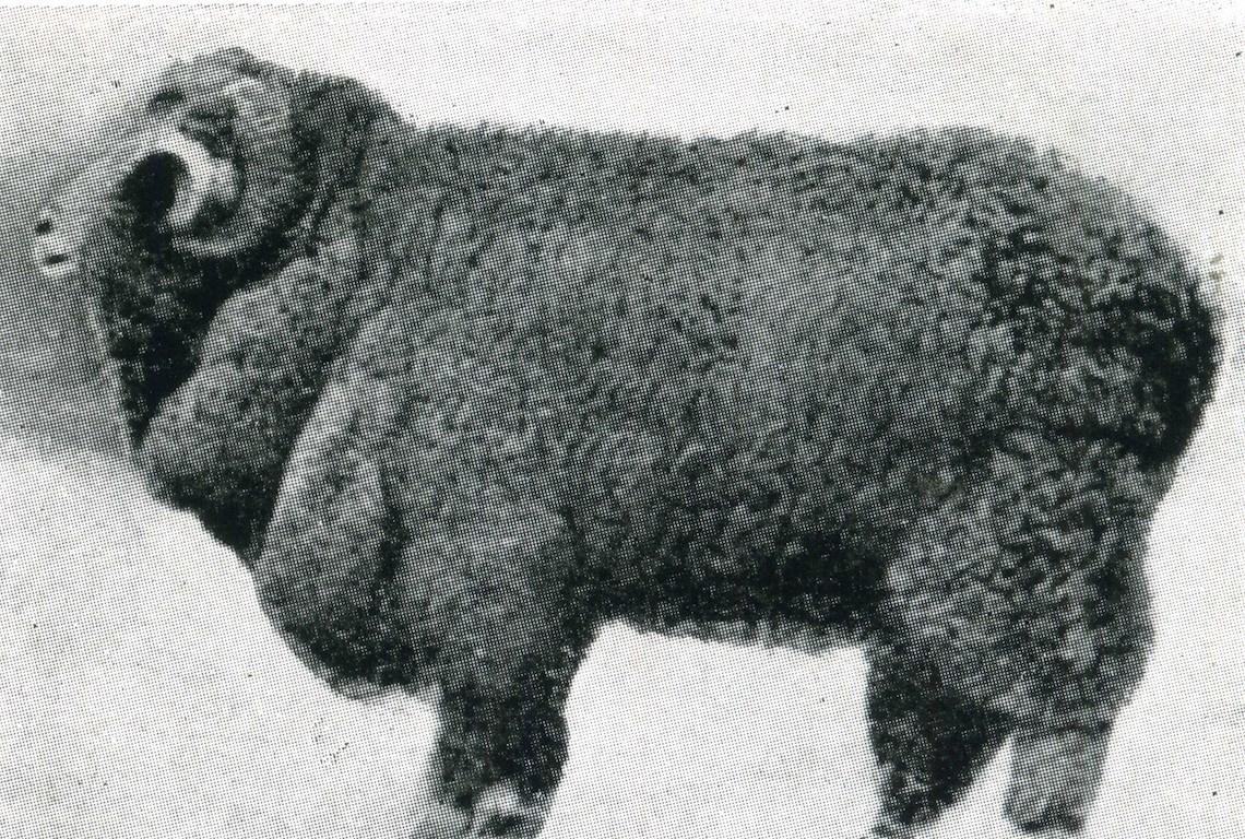 Sheep Champion Merino 1916 - Photo